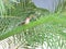 Beautiful Red-eared Waxbill bird sitting on a palm branch