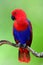 Beautiful Red Eclectus parrot perching on the branch over green