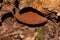 A beautiful, red, edible mushroom on a tree trunk. Delicious mushroom grows at the root of oak.