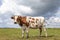 Beautiful red en white horned dairy cow standing timid and shy in a pasture, blue sky and green grass