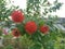 Beautiful red exotic Combretum constrictum plant