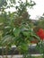 Beautiful red exotic Combretum constrictum plant