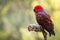 Beautiful red female Eclectus parrot