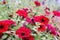 Beautiful red field of flowers with background close up flower blooming wild flower