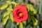 Beautiful red floribunda rose closeup, red rose petals close-up view