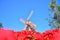 Beautiful red flowe windmill background