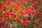 Beautiful red flower background from blossoming Begonia semperflorens