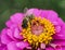 Beautiful red flower with bee in the summer garden