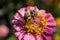 Beautiful red flower with bee in the summer garden