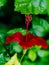 A beautiful red flower called Kembang Sepatu