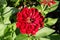 Beautiful red Flower, Droplets on the Petals.