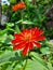 Beautiful red flower with grren leaves view