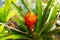 Beautiful red flower guzmania close up