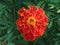 Beautiful red flower Marigolds against a background of green leaves close-up.