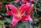Beautiful red flower of Oriental Hybrid Lily 'Petrolia