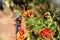 Beautiful red flower with pendulum