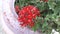 Beautiful red flower of pentas lanceolata with green leaves in the garden