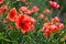 Beautiful red flower - poppies. Natural colorful background