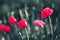 Beautiful red flower - poppies. Natural colorful background