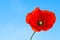 Beautiful red flower of poppy on a blue background. Papaver rhoeas