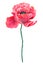 Beautiful red flower poppy. Hand drawn watercolor illustration. Isolated on white background.