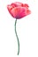 Beautiful red flower poppy. Hand drawn watercolor illustration. Isolated on white background.