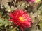 A beautiful red flower on roadside