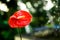 Beautiful red flower unique in the rainy blurred background, water, bokeh, grey