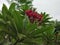A beautiful red flower wild flower in Assam