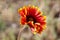 Beautiful red flower with yellow ending of leaves