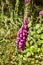 Beautiful red flowering foxglove, Norway