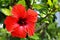 Beautiful red flowering hibiscus. Hibiscus sabdariffa, Hibiscus esculentus