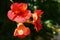 Beautiful red flowering hibiscus in nature.Flower.
