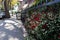 Beautiful Red Flowers along an empty Residential Sidewalk in Astoria Queens New York during Summer