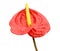 Beautiful red flowers anthurium.