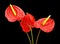 Beautiful red flowers anthurium.