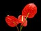 Beautiful red flowers anthurium.