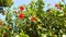 Beautiful Red Flowers And Blue Sky. Plants Life.