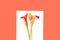 Beautiful red flowers calla lily on trendy coral color year on white background, isolated.