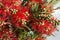 Beautiful red flowers Callistemon closeup. Horizontal