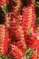 Beautiful red flowers Callistemon closeup. vertical