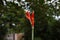 Beautiful Red flowers of Canna Indica with blur background. This plant also known as Canna paniculata which belongs to the Cannace