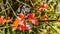 Beautiful red flowers of capparis decidua bare caper