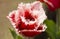 Beautiful red flowers Fringed tulips Canasta in a sunny garden. Spring flower