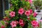 Beautiful red flowers in the garden