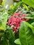 Beautiful Red flowers green leaves, Closeup image Red flower in garden, natural flowers garden most beautiful Red flower and leaf,