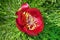 Beautiful red flowers grow in the mountains. Unusual purple plants on the background of green grass on the hills