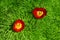 Beautiful red flowers grow in the mountains. Unusual purple plants on the background of green grass on the hills