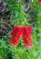 Beautiful red flowers hang down from the tree to New Orleans.