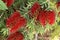 Beautiful red flowers Melaleuca citrina, background